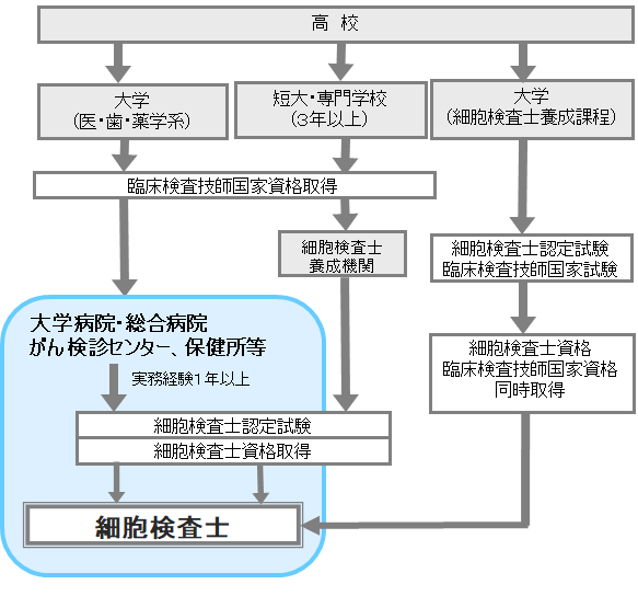 細胞検査士 職業詳細 職業情報提供サイト 日本版o Net